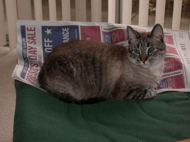 Chessie sitting on the newspaper